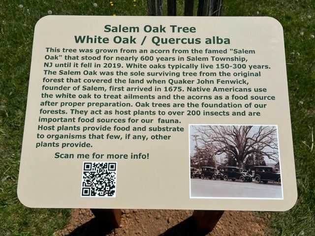 salem oak 5