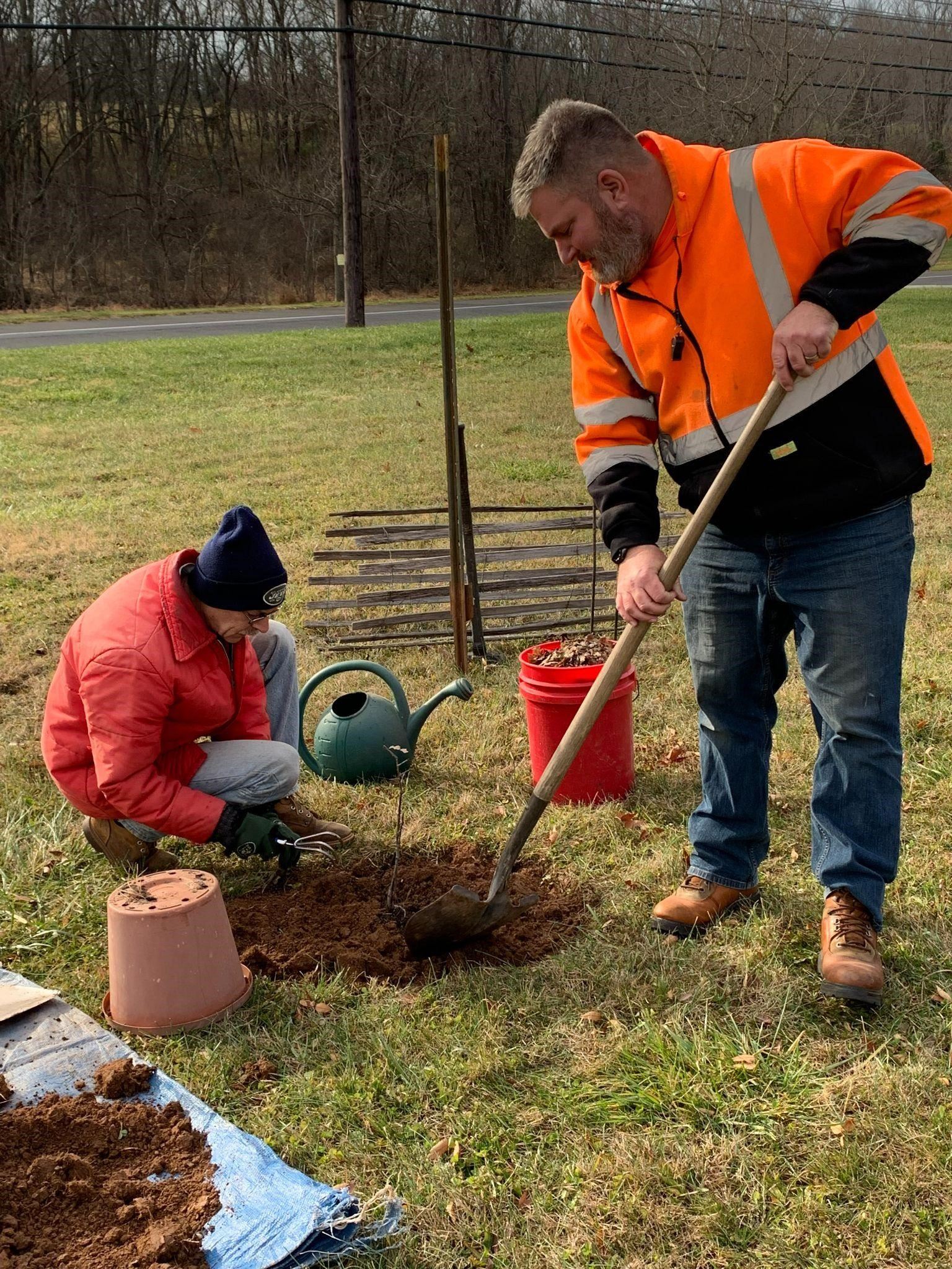 Planting Salem Oak 2