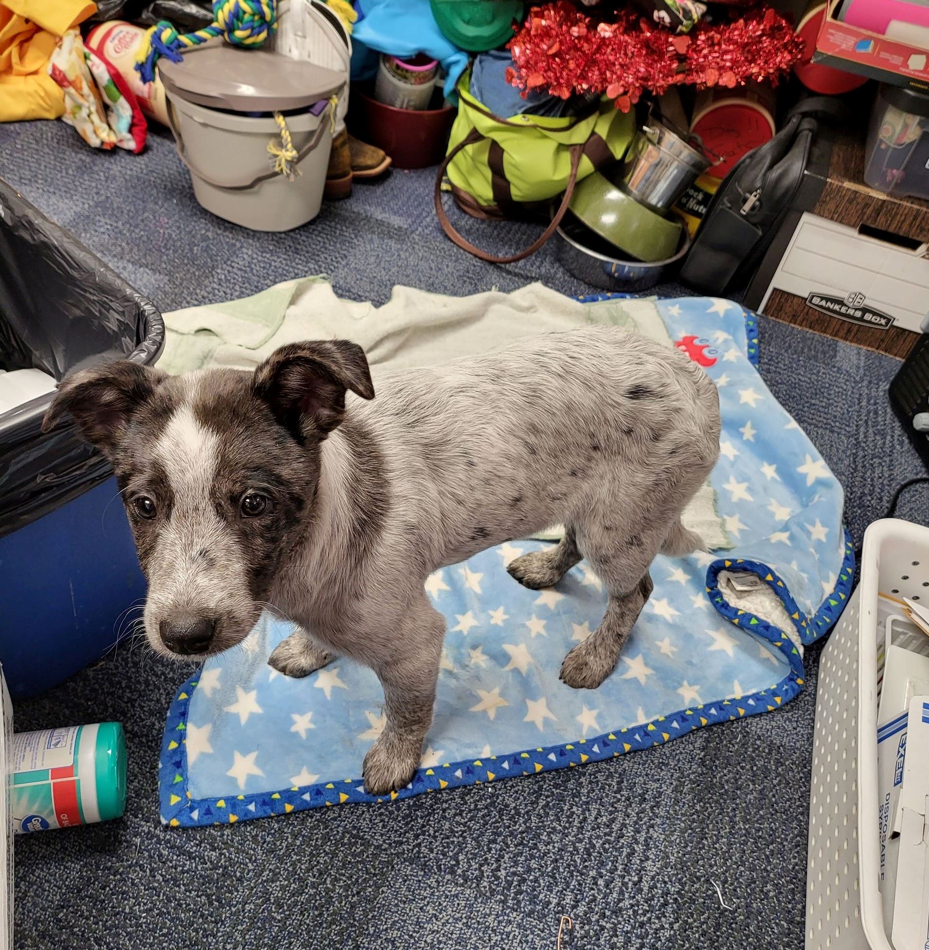 gray and white puppy 
