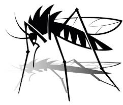 Mosquito