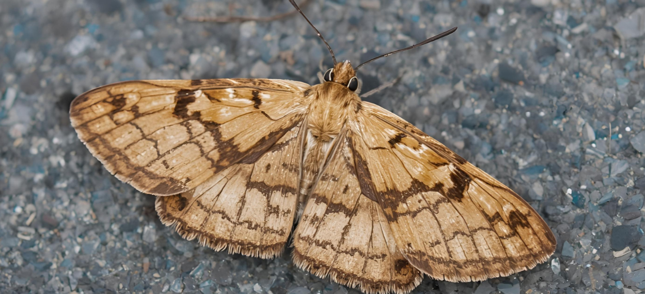 No Major Gypsy Moth Infestations Hopewell Township