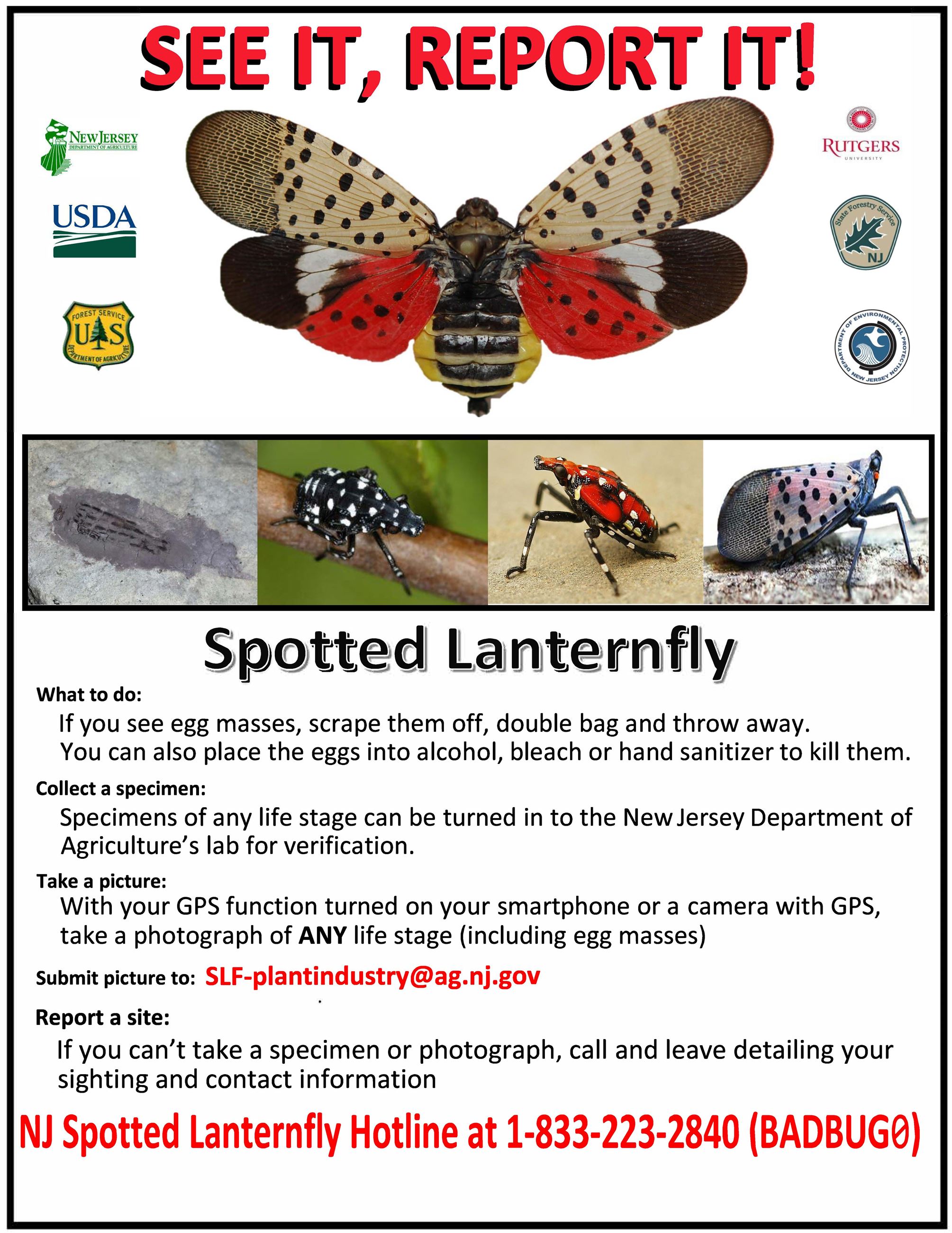 Spotted Lanternfly info card