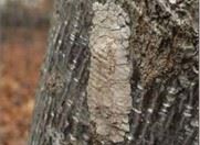 spotted lanternfly egg masses