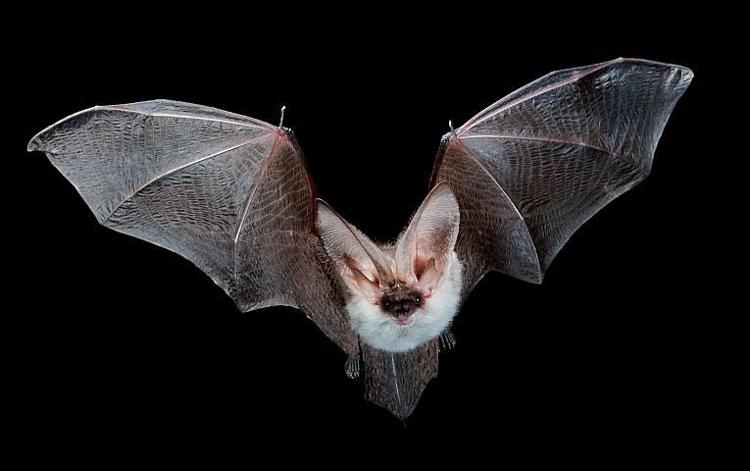 bat flying