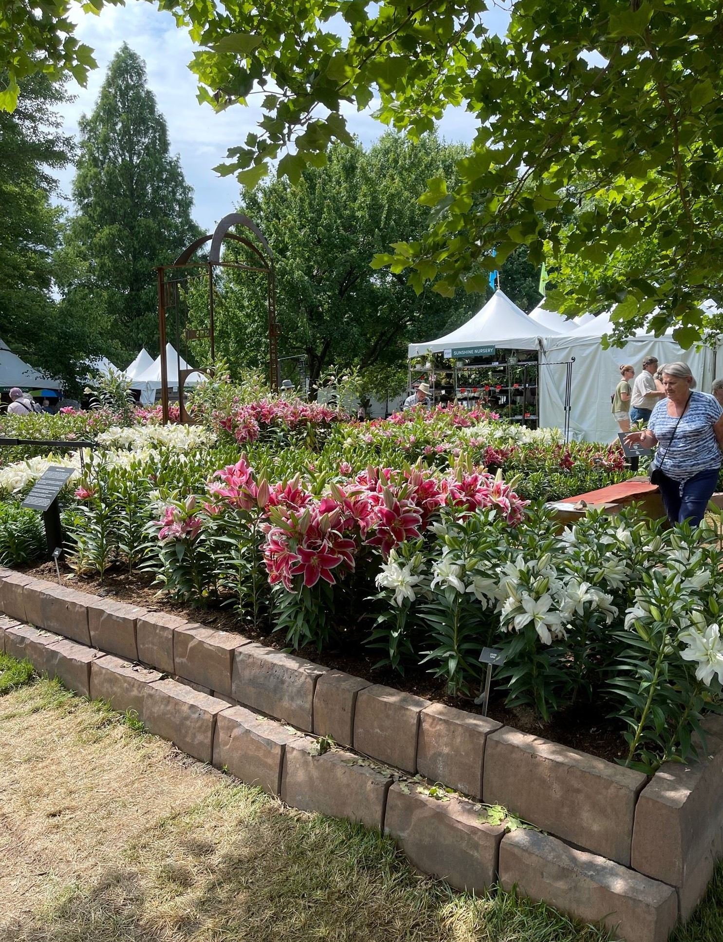 garden of lilies with bricks around it
