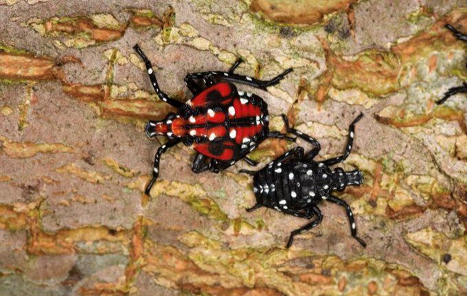 spotted lanternfly nymphs