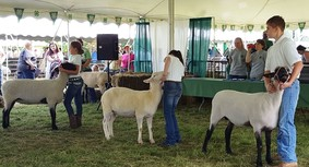 4H fair sheep and kids in a parade
