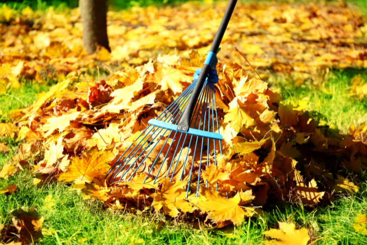rake and leaves