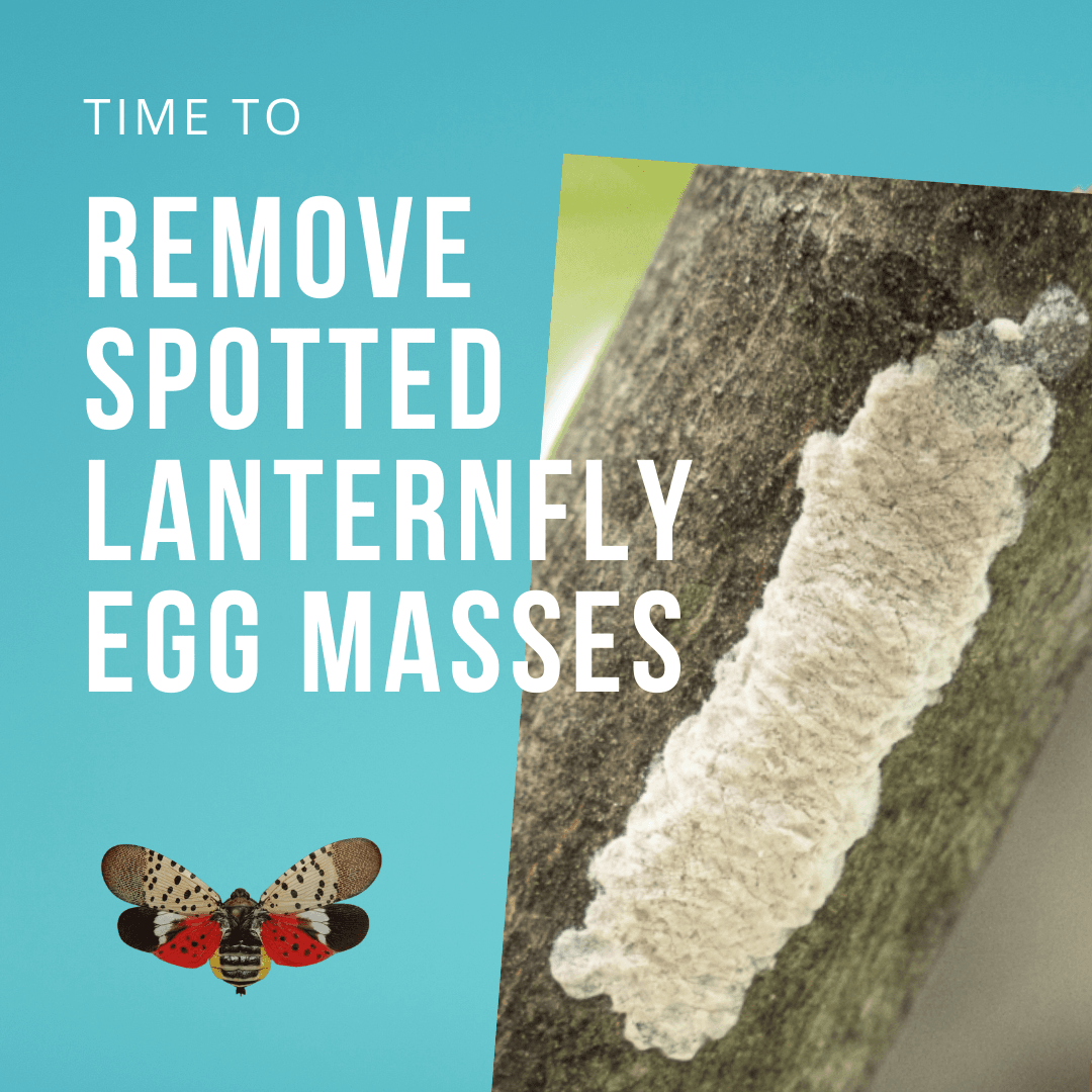 Remove spotted lanternfly egg masses