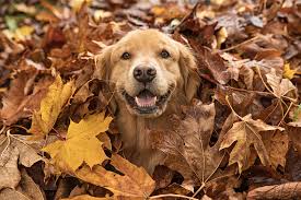 dog in leaves.