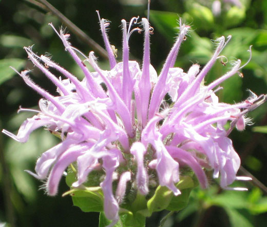 wild bergamot