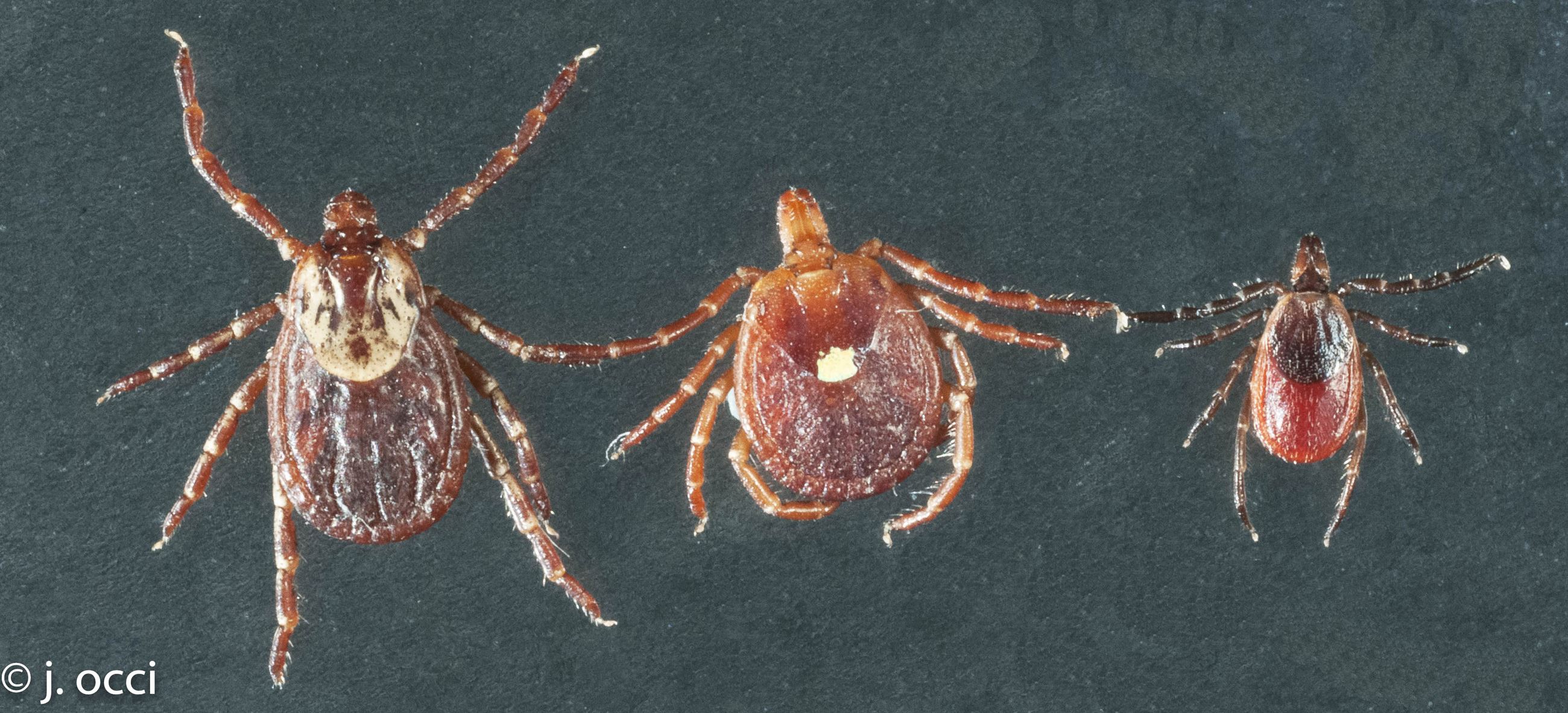 tick varieties