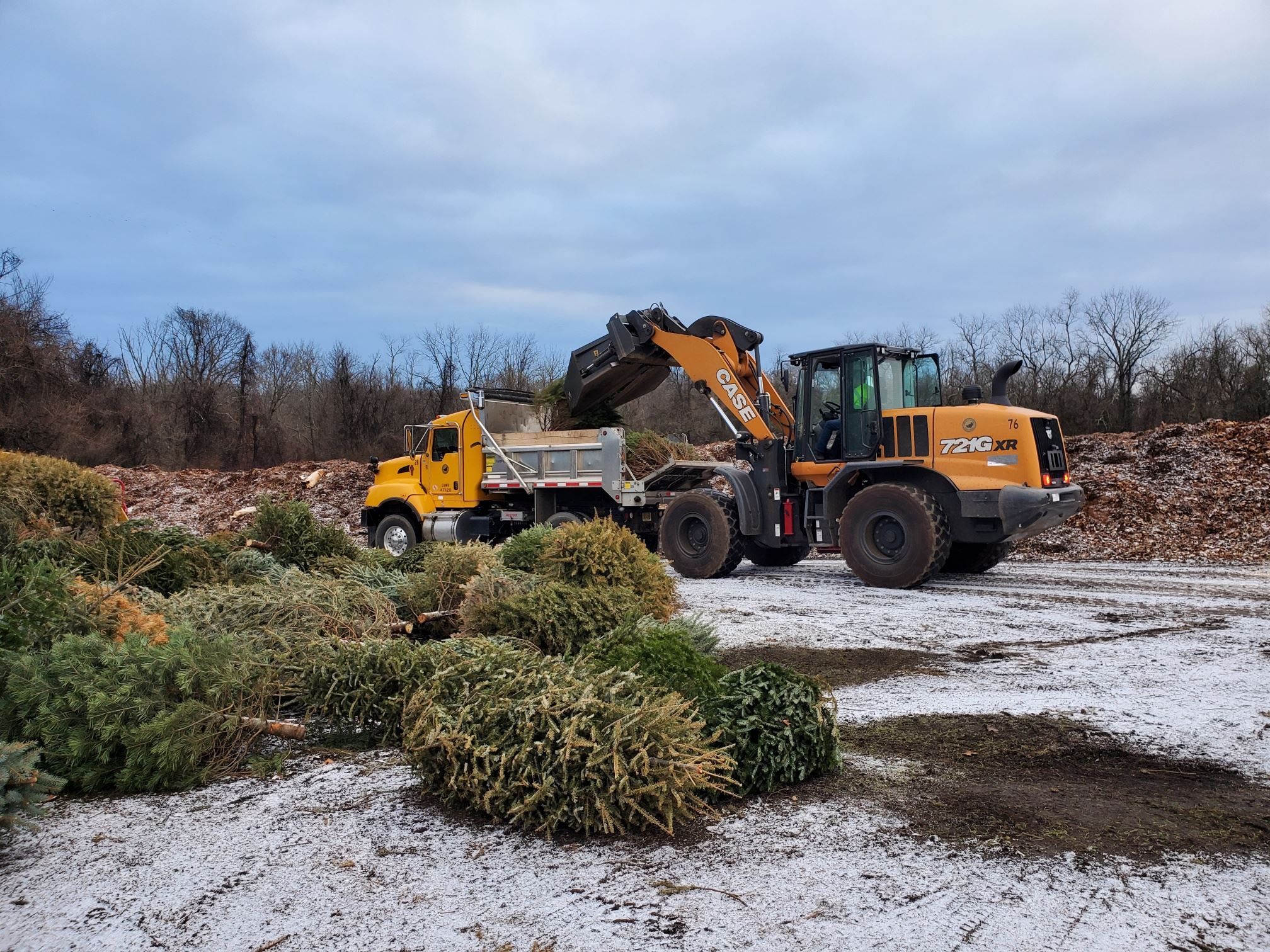 christmas trees being pickup up by a front loader and loading into a truck