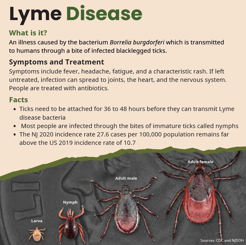 an image of the 4 stages of life of a tick and facts about lyme disease
