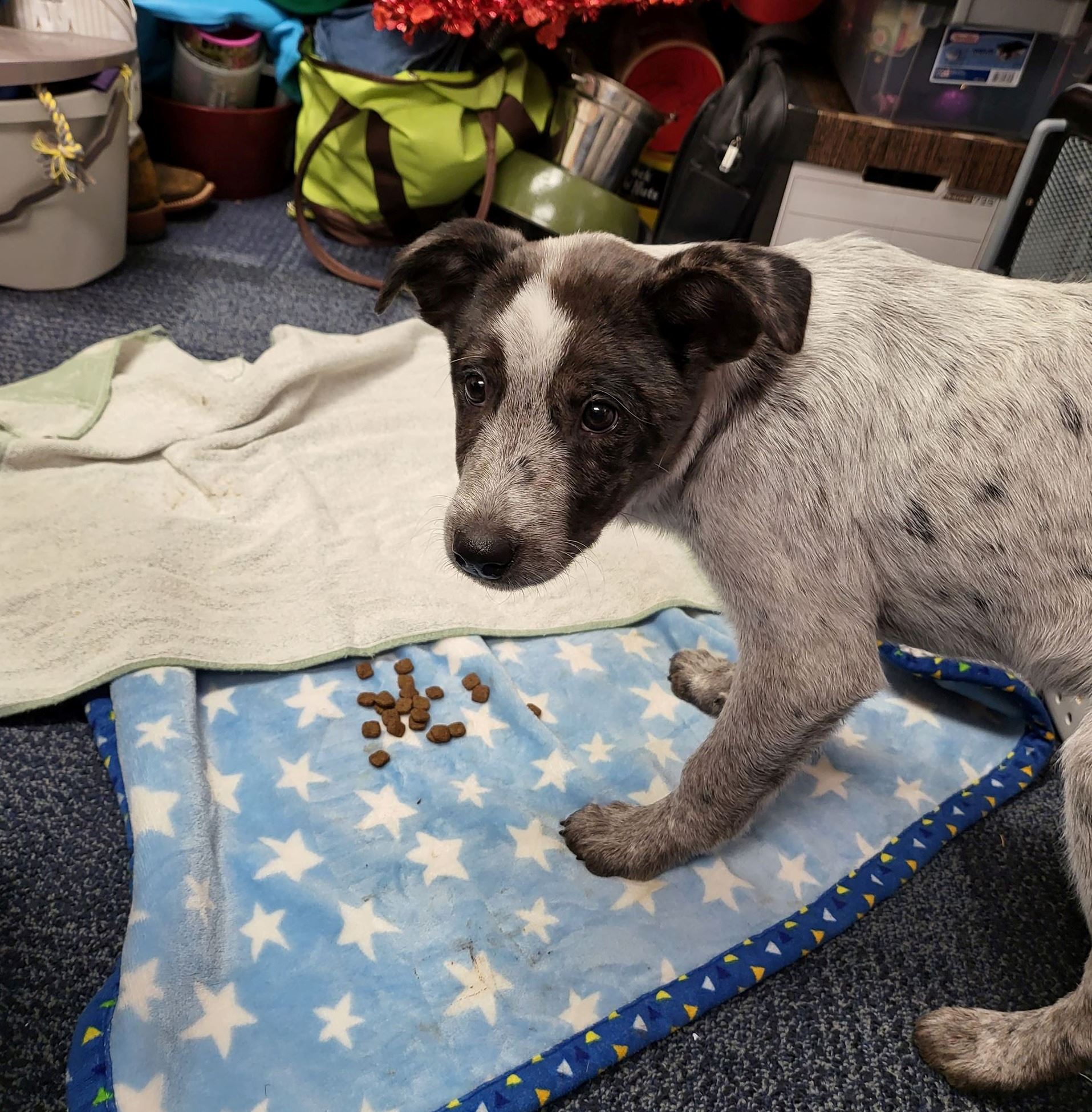 gray and white puppy