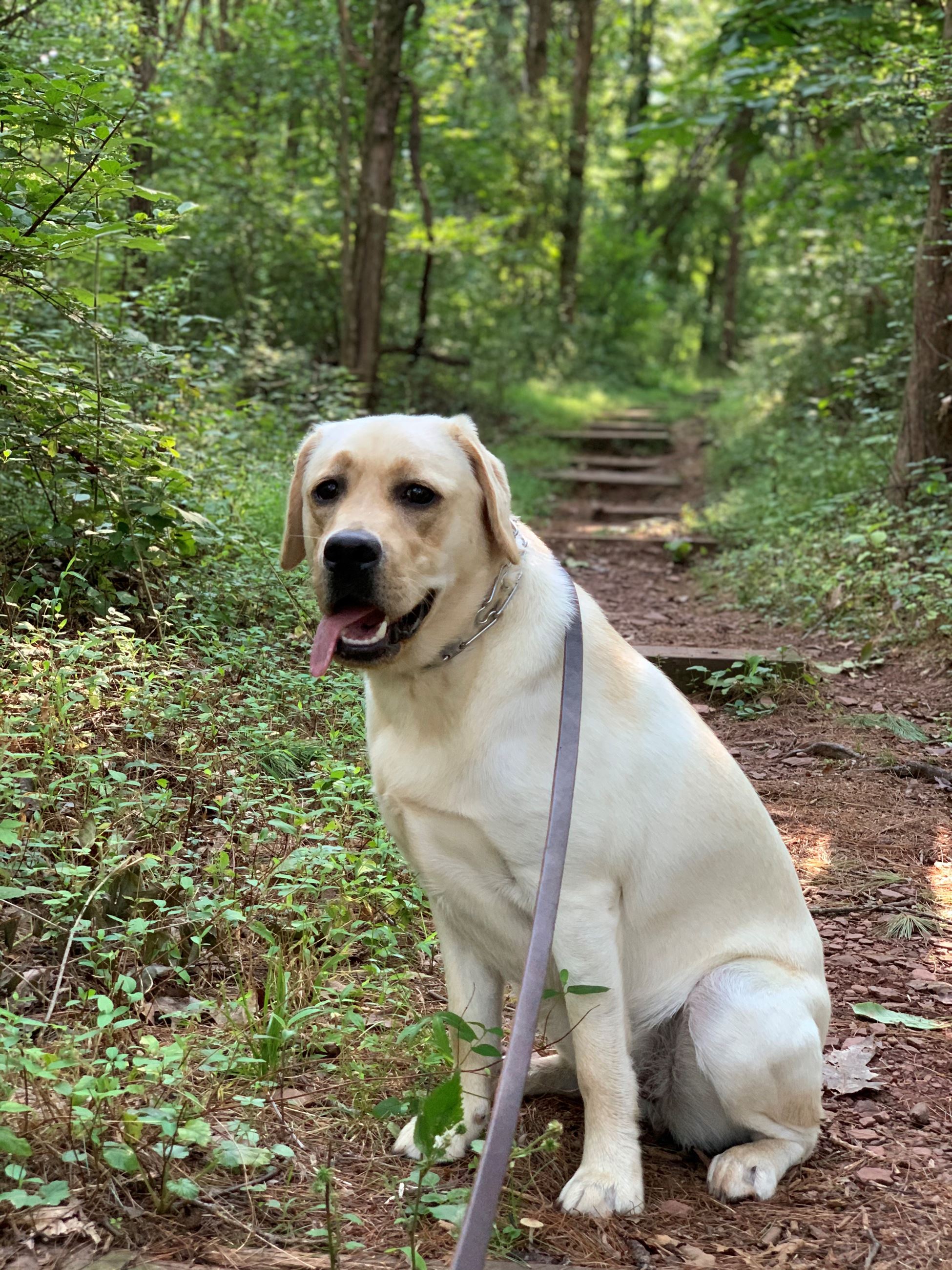 Jessalyns dog Charley