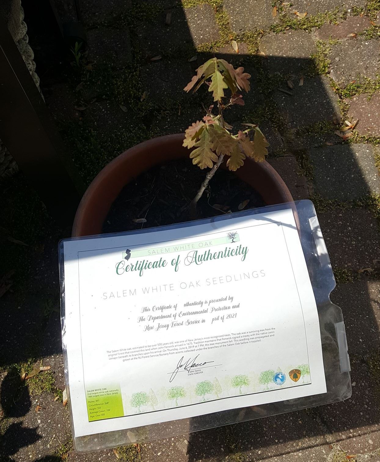 salem oak tree seedling may 2021